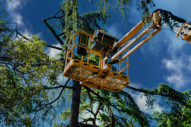 Professional  Tree Services in Cologne, NJ